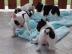 Verbluffende 12 weken Franse bulldog pup