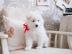 Wundersch�ne Samoyedo-Welpen (Geschenke)