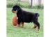 Top Rottweilerwelpen-Pure Leistung!