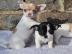 Temperamentvolle Chihuahua Welpen