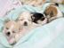 Chihuahua welpen mit Ahnentafel