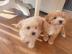 Sch?ne Maltipoo-Welpen