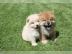 Reinrassige Chow Chow Welpen