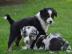 Australian Shepherd Welpen mit ASCA Papi