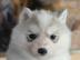 Siberian Husky Welpen zu verkaufen