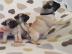 Liebevoller Teacup-Mops verf?gbar