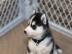 Reinrassige Siberian Husky Welpen. 