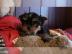YORKSHIRE TERRIER WELPEN MIT PAPIEREN