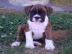 Boxer Welpen zur Annahme
