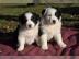 Australian Shepherd Welpen