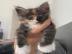 Gut erzogene Maine-Coon-K�tzchen abzugeb