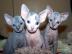 Sphynx Sphynx K�tzchen s��e Super