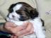 Wundersch�ne, verspielte Shih-Tzu (R�den