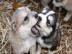 Super entz?ckende Siberian Husky Welpen