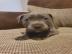 Blue Staffordshire Bullterrier Welpen