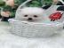 Pomeranien Welpen