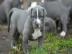 Typvolle American Staffordshire Welpen B