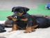 Super Sozialisierte Dobermannwelpen mit