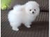 Zwergspitz/ Pomeranian mit Stammbaum . Wh