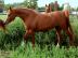 Pr�chtige rein �gyptische Araber-Zuchtst