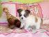 Traumhafte Chihuahuawelpen aus seri�ser