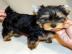 Yorkshire Terrier Welpen suchen ein lieb