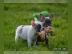 Franz�sische Bulldoggen Welpen