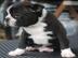 Boston Terrier Welpen /R�de VDH/KfT Abga