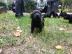 Labrador Welpen , Bildsch?n , reinrassig