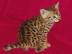 Savannah K�tzchen Super s��e