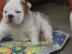 English Bulldog Welpen mit Papiere noch