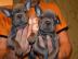 S??es Franz?sische-Bulldogge Welpen