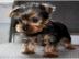Zuckers??en Yorkshire Terrier Welpen