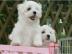 malteserbabys mit s�ssem Puppengesicht