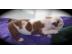 Hohe Qualit�t Englisch Bulldogge Welpen