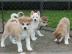 Japanische Akita Inu Welpen mit EU Auswe