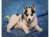**Neu** Siberian Husky Welpen***