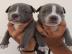 Pit Bull Terrier Welpen zu verkaufen