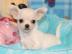 Chihuahuawelpen Traumhafte Chihuahuababy