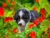 Bildsch�ne Australian Shepherd Welpen mi