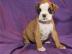 Reinrassige Boxerwelpen