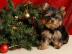 x. mas Yorkshire Terrier Welpen VERF�GBAR