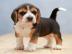 Beagle Welpe sucht noch ein Zuhause