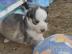 Huskywelpen in geeignete H�nde abzugebe
