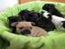 Wundersch�ne Franz. Bulldogge!!