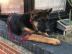 Deutsche Sch?ferhund Starke Linie