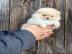 MINI POMERANIAN ZWERGSPITZ BOO WELPEN ZU