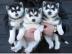 Siberian Husky Welpe zu verkaufen!