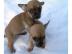 CHIHUAHUA-Welpen, R�den&H�ndinnen,mit Ah