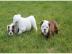 Englisch Bulldogge Welpen mit Stammbaum. 